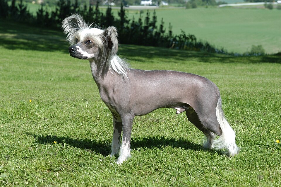 Chinese Crested Dog dog breed portrait