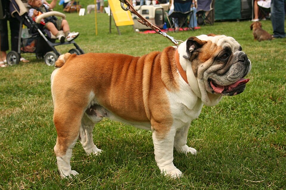 English Bulldog dog breed portrait