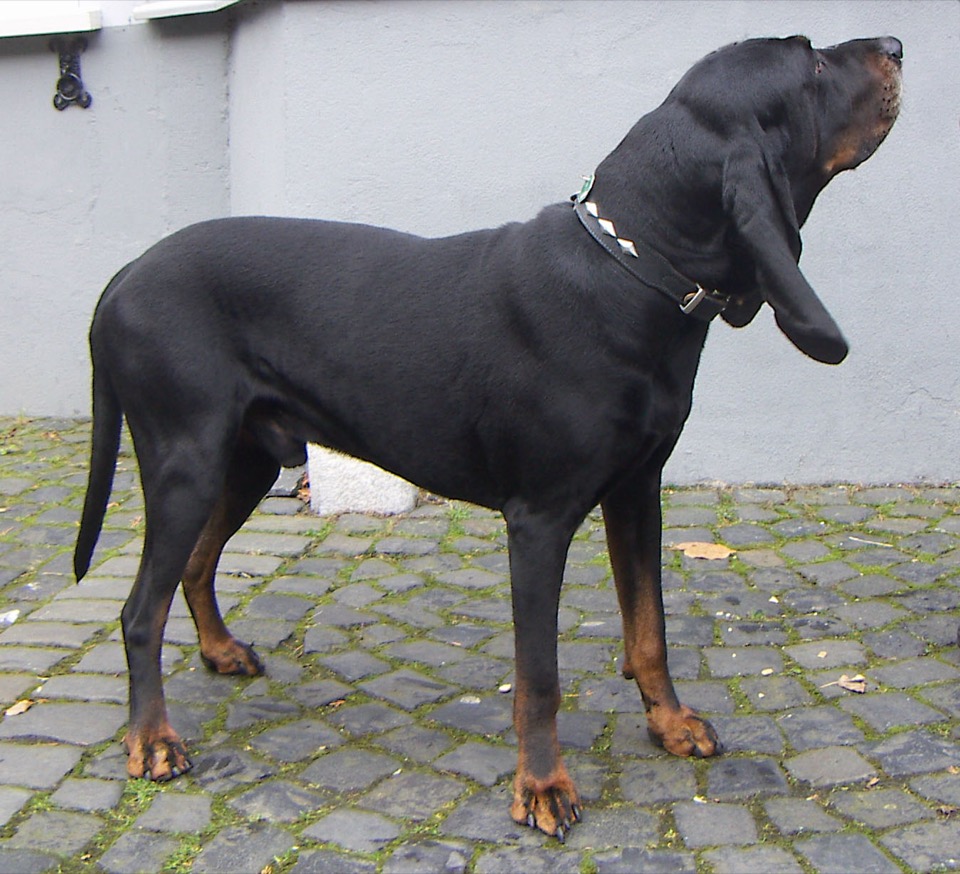 Black and Tan Coonhound dog breed portrait