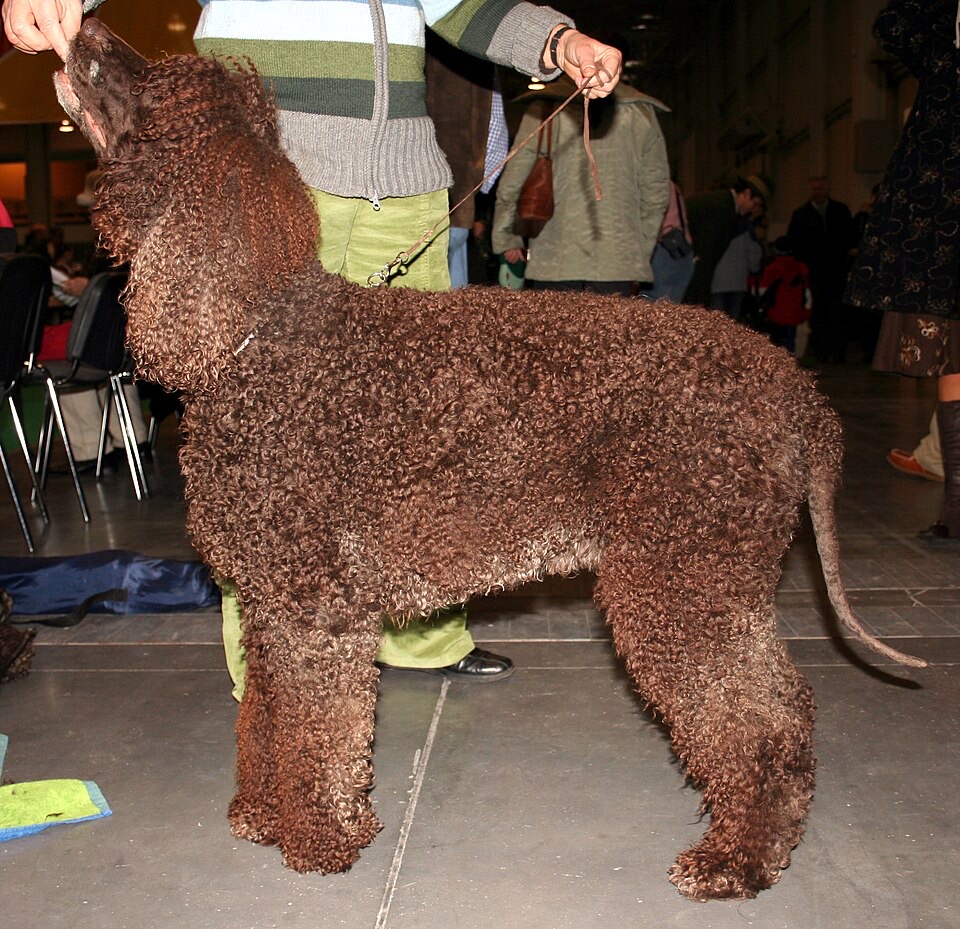 Irish Water Spaniel dog breed portrait