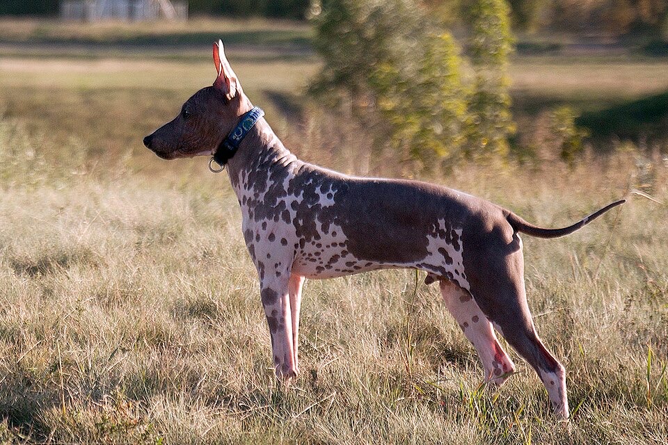American Hairless Terrier dog breed portrait