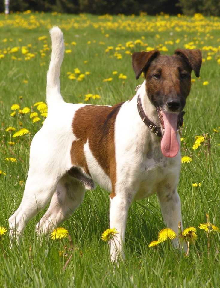 Smooth Fox Terrier dog breed portrait