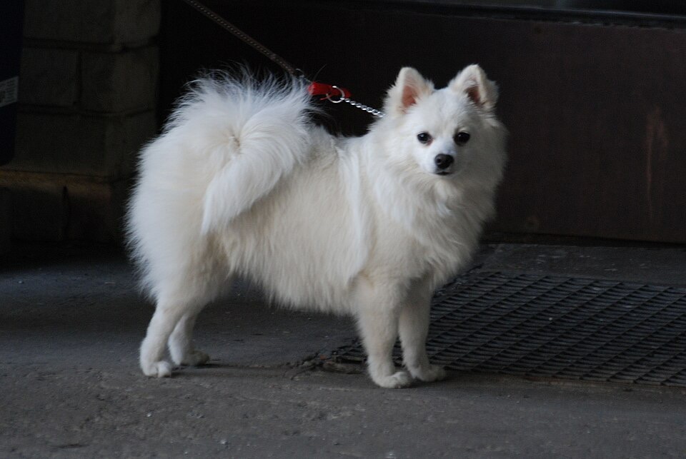 Volpino Italiano dog breed portrait