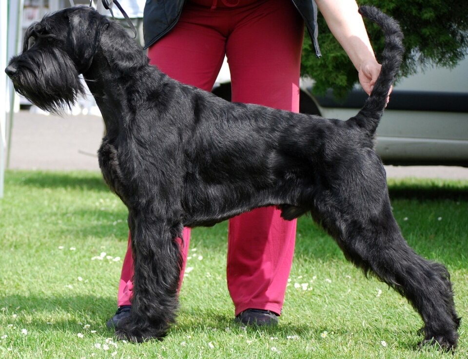Standard Schnauzer dog breed portrait