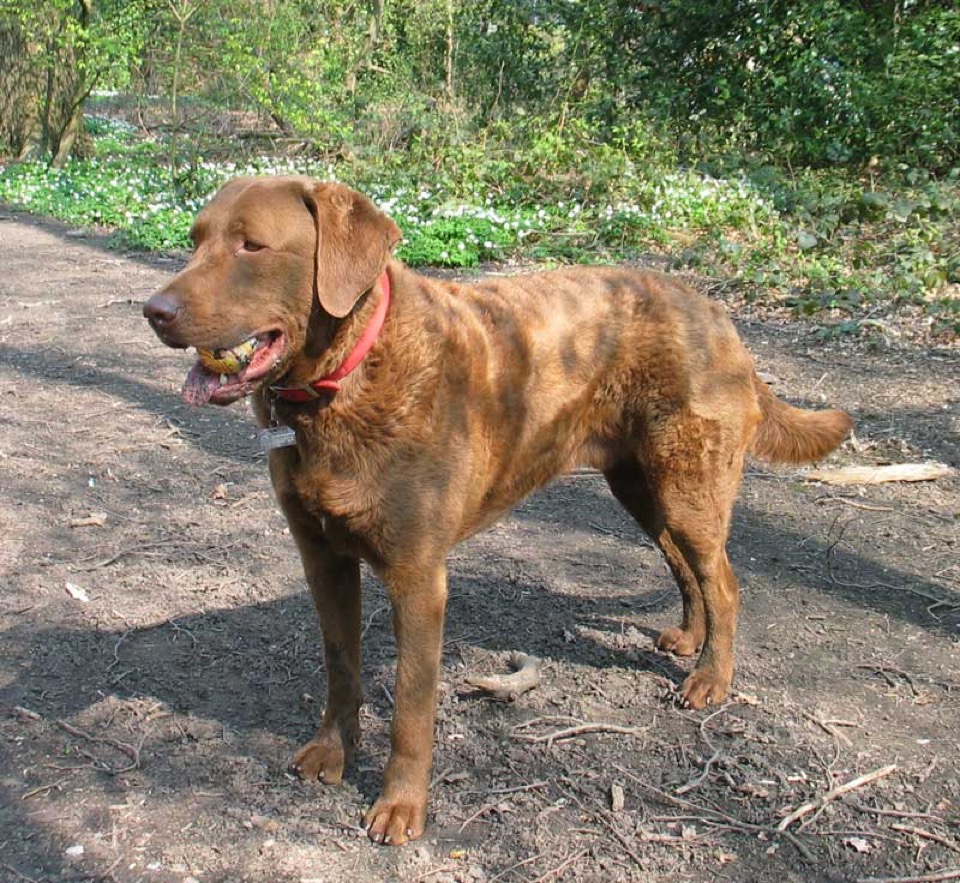 Chesapeake Bay Retriever dog breed portrait