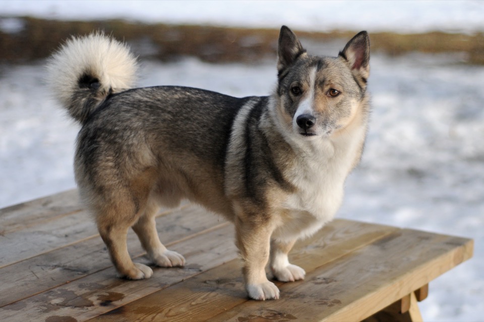 Swedish Vallhund dog breed portrait