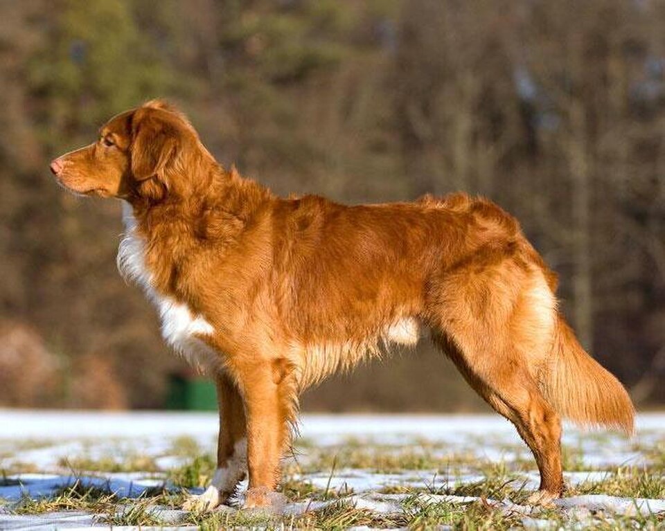 Nova Scotia Duck Tolling Retriever dog breed portrait