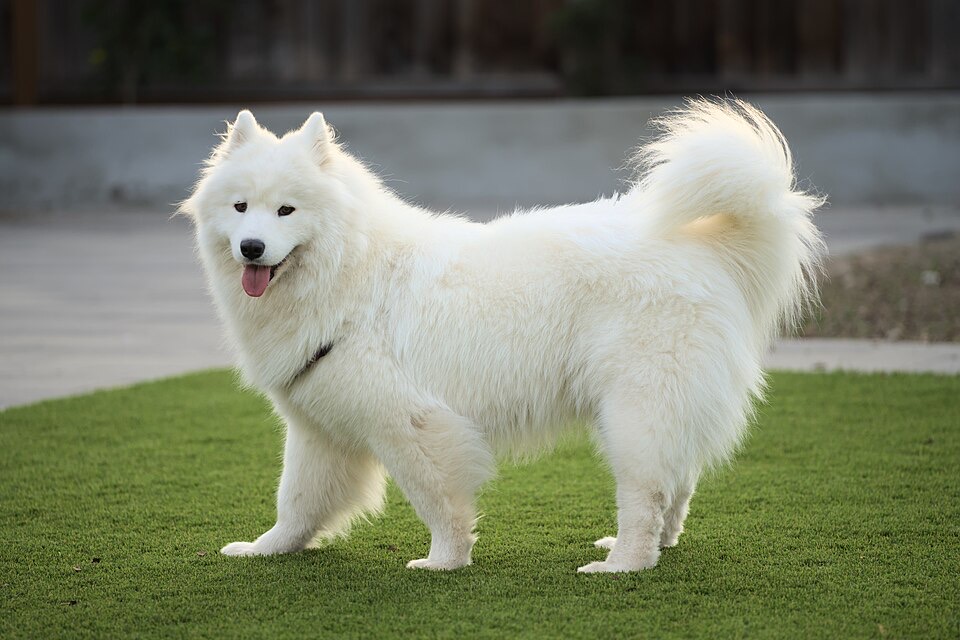 Samoyed dog breed portrait