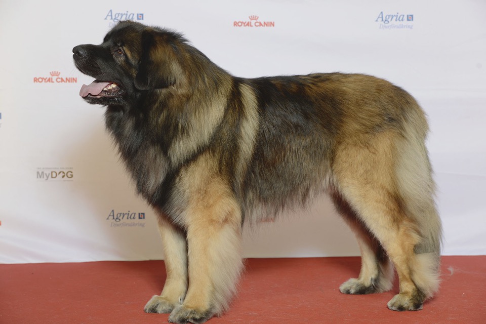 Leonberger dog breed portrait
