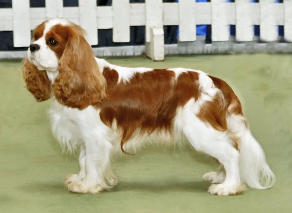 Cavalier King Charles Spaniel dog breed portrait