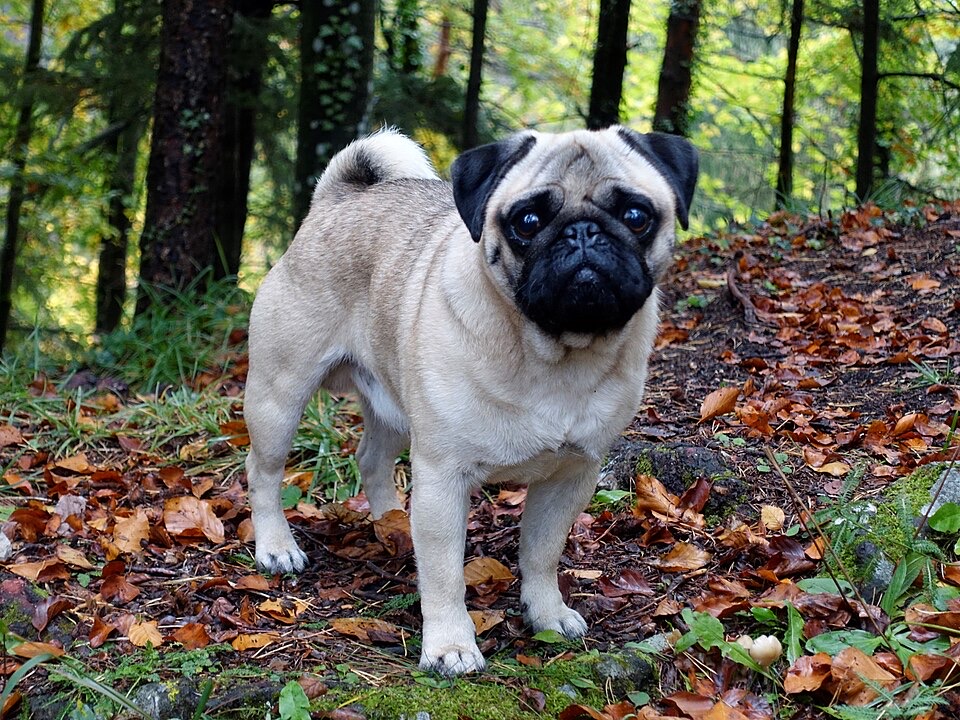 Pug dog breed portrait