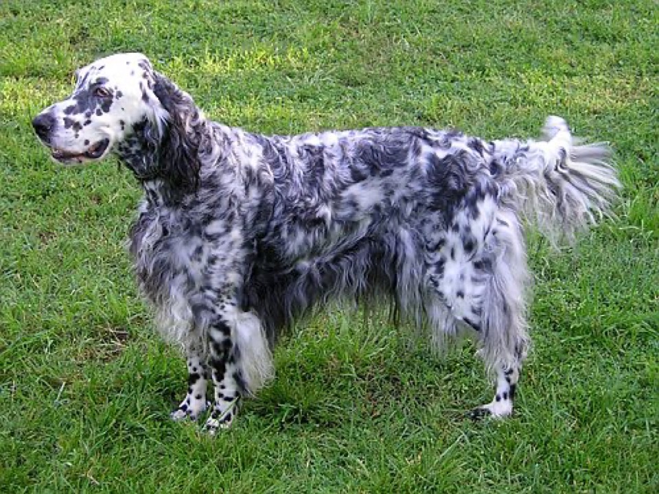 English Setter dog breed portrait