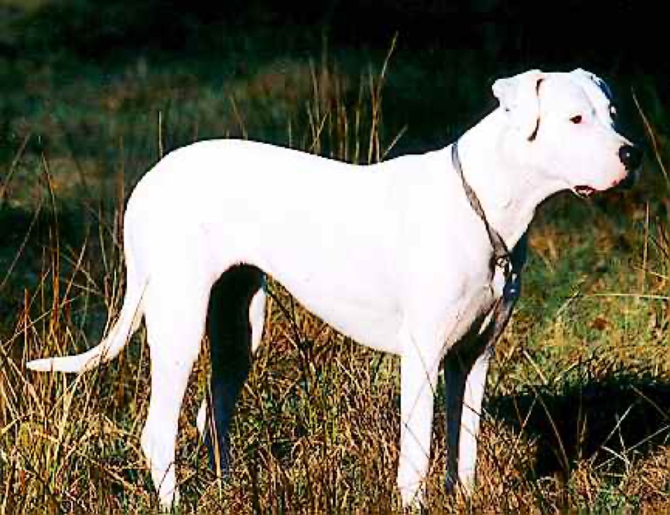 Dogo Argentino dog breed portrait