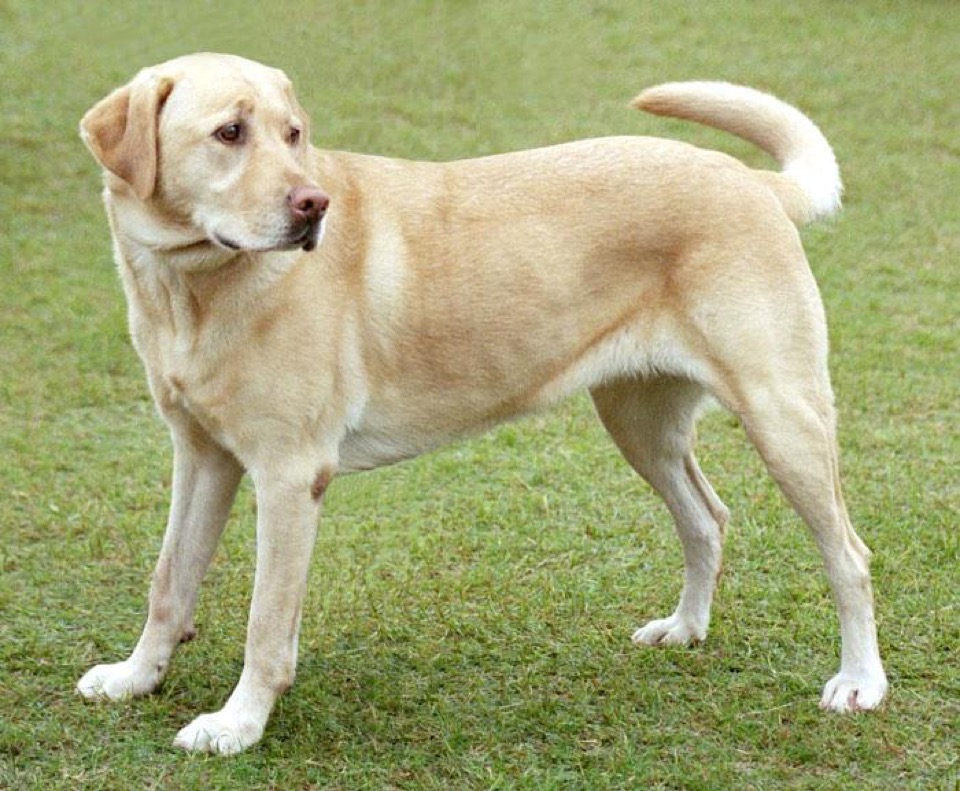 Labrador Retriever dog breed portrait