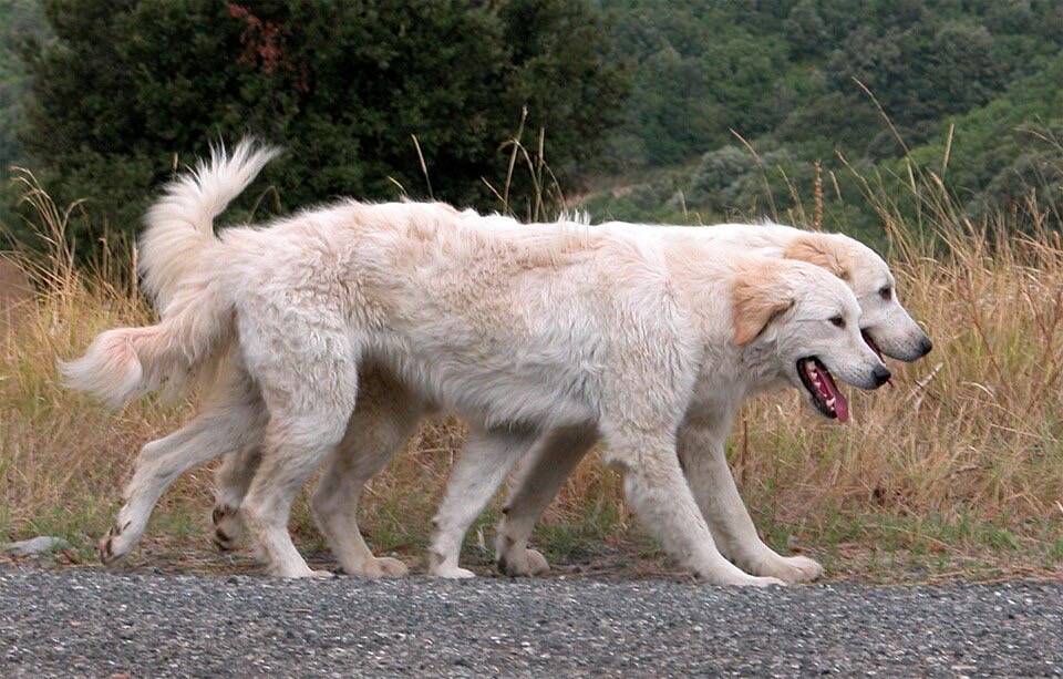 Maremma Sheepdog dog breed portrait