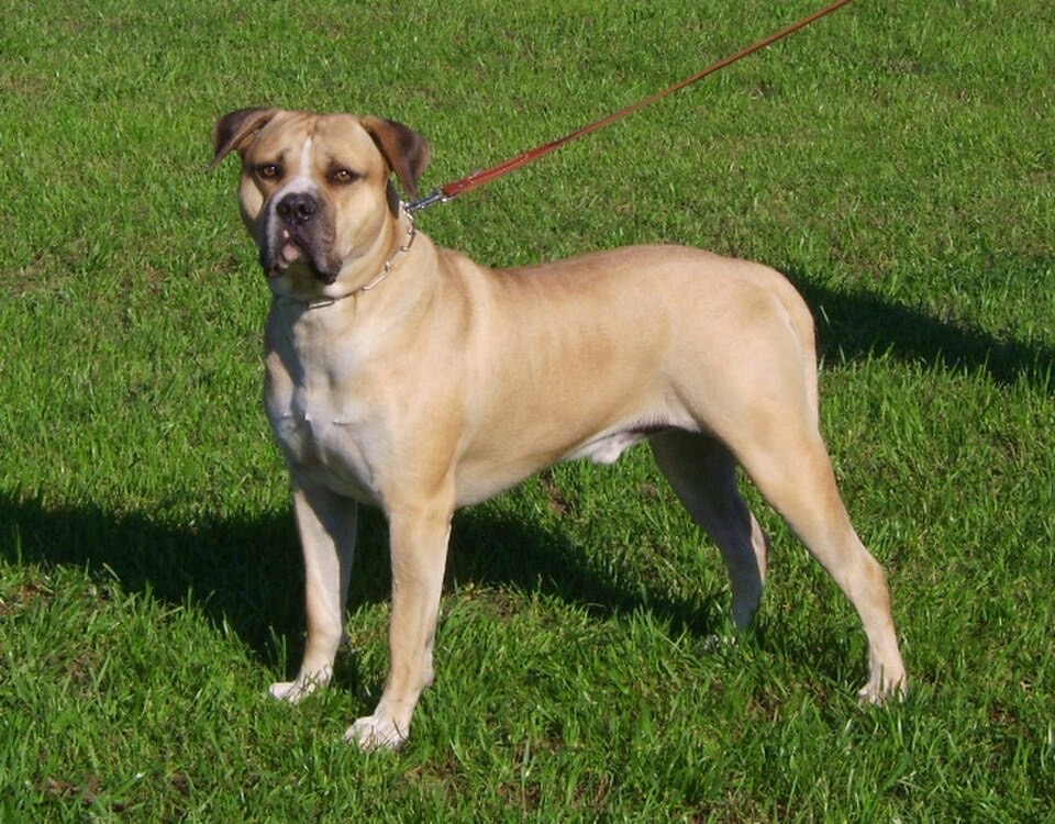 American Bulldog dog breed portrait