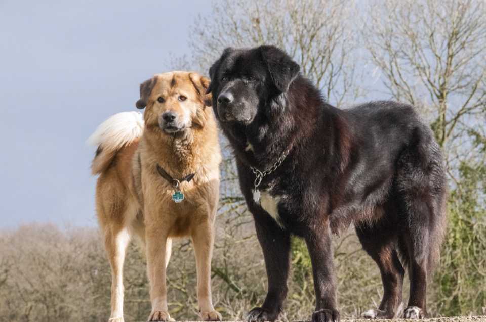 Tibetan Mastiff dog breed portrait