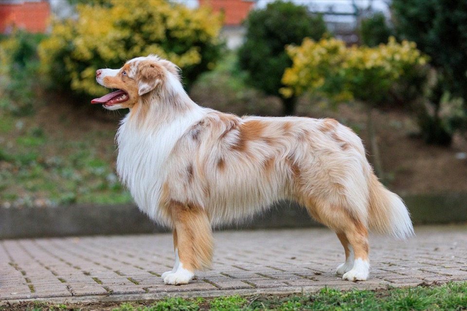 Miniature American Shepherd dog breed portrait