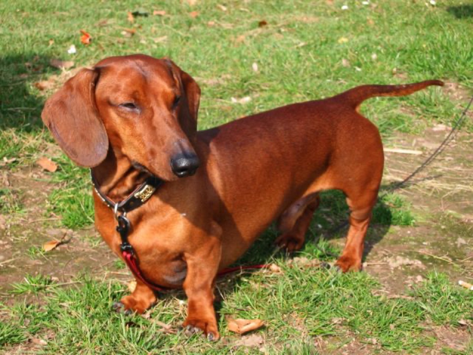 Dachshund dog breed portrait