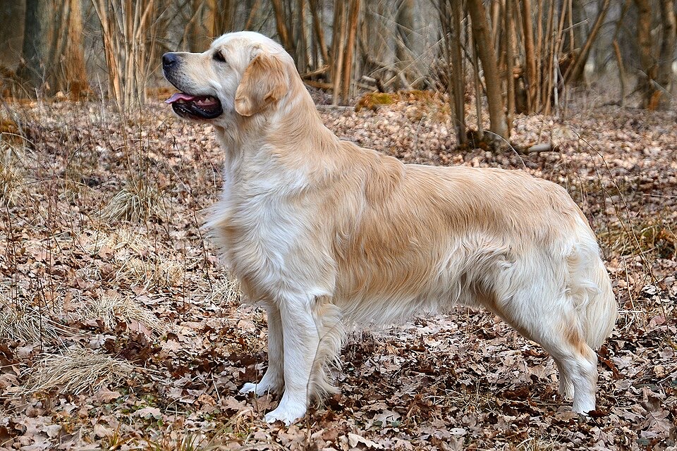 Golden Retriever dog breed portrait