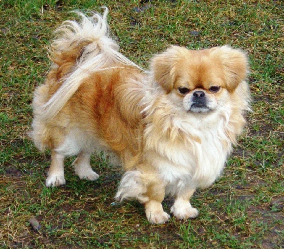 Pekingese dog breed portrait