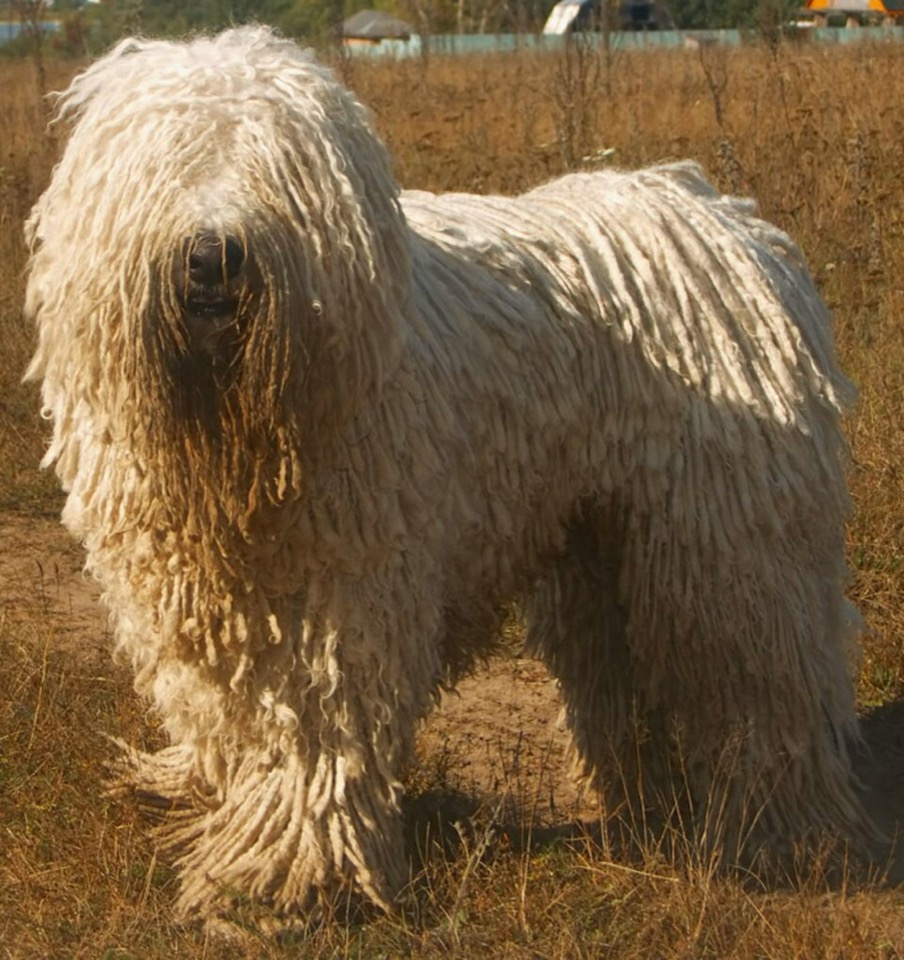 Komondor dog breed portrait