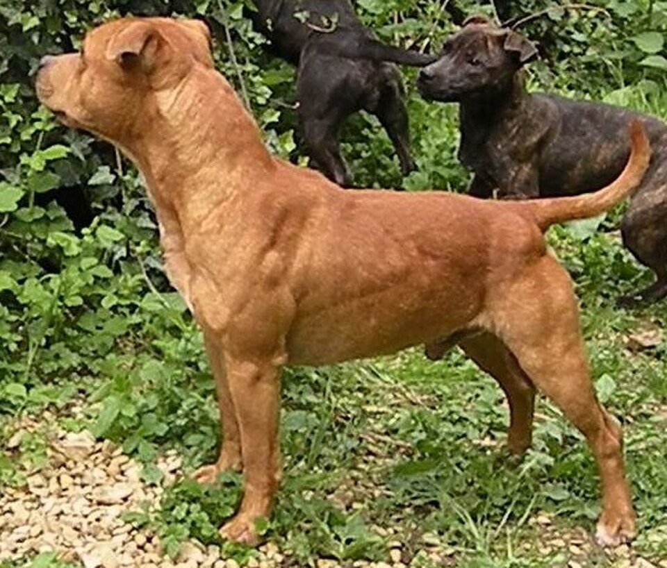 Staffordshire Bull Terrier dog breed portrait