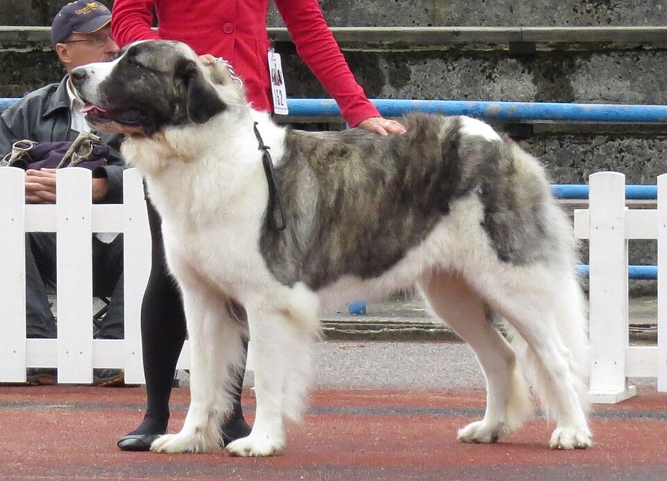 Central Asian Shepherd Dog dog breed portrait