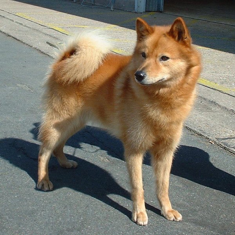 Finnish Spitz dog breed portrait