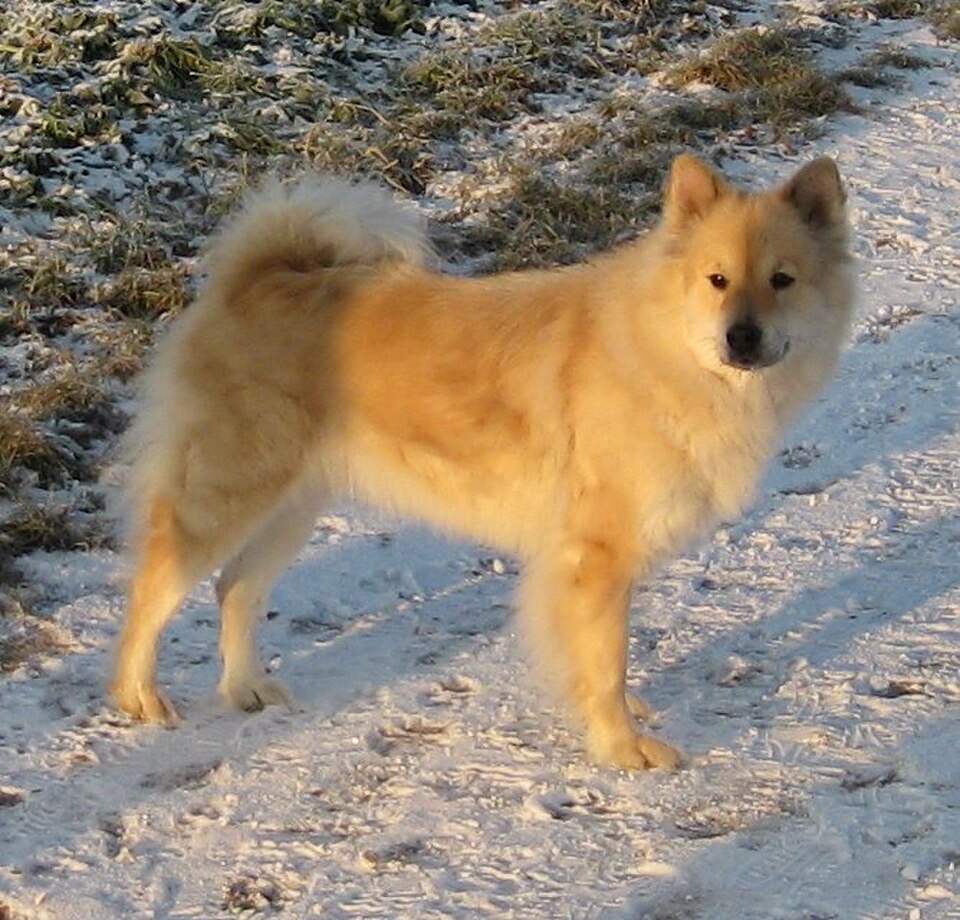 Eurasier dog breed portrait