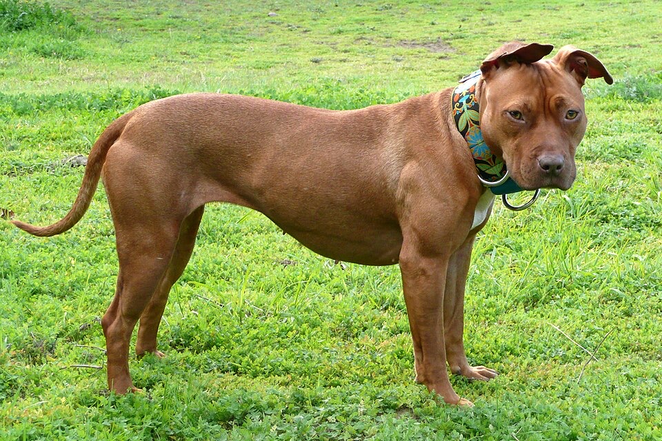 American Pit Bull Terrier dog breed portrait