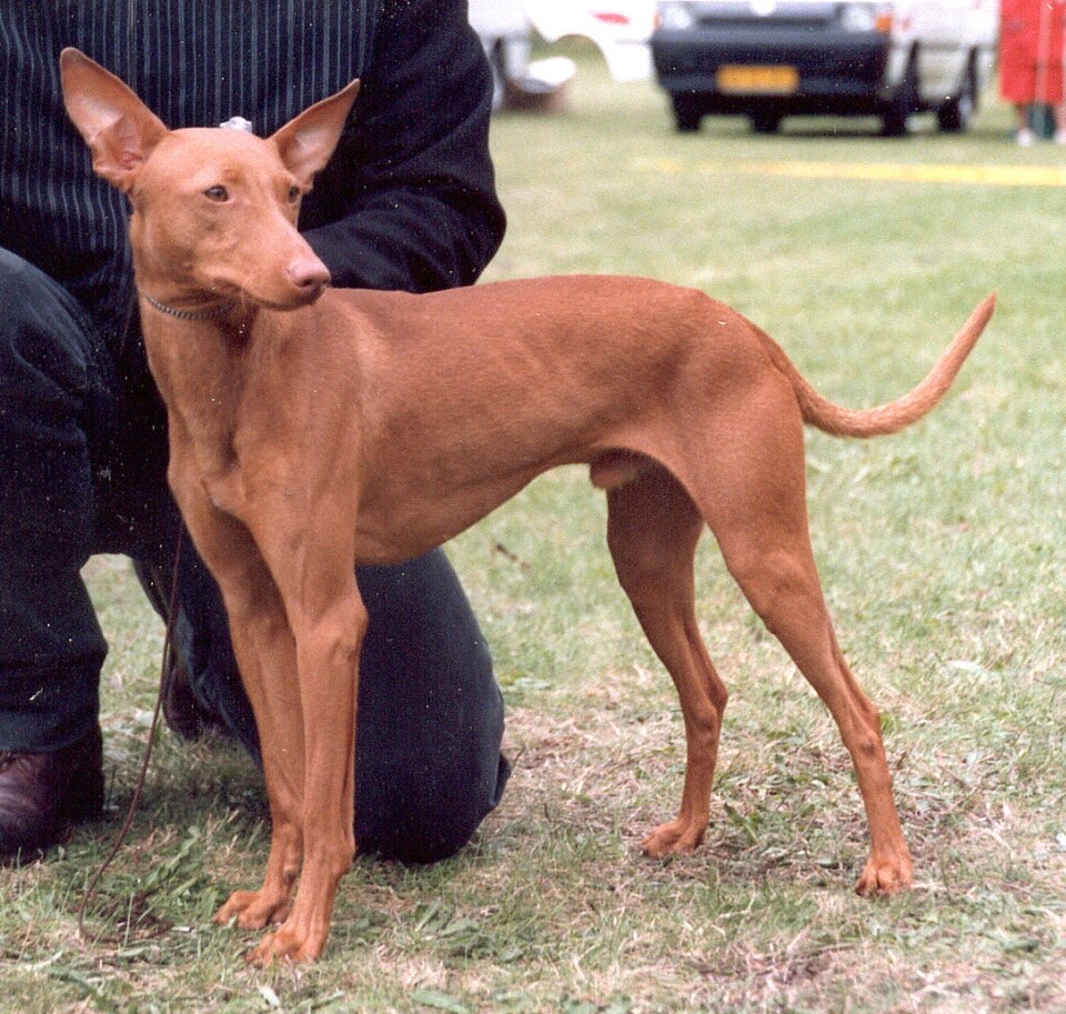 Cirneco dell'Etna dog breed portrait