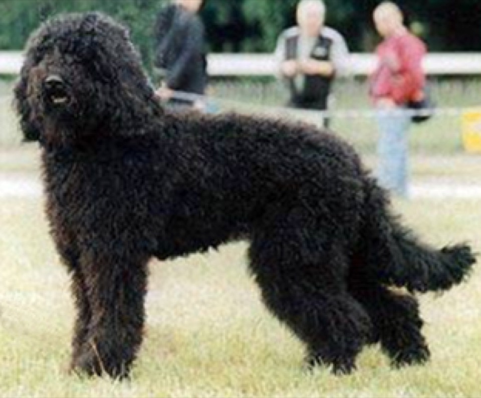 Barbet dog breed portrait