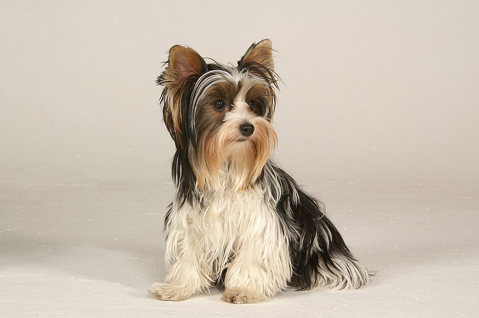 Biewer Terrier dog breed portrait