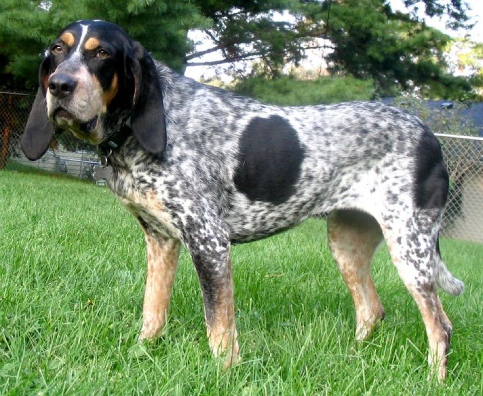 Bluetick Coonhound dog breed portrait