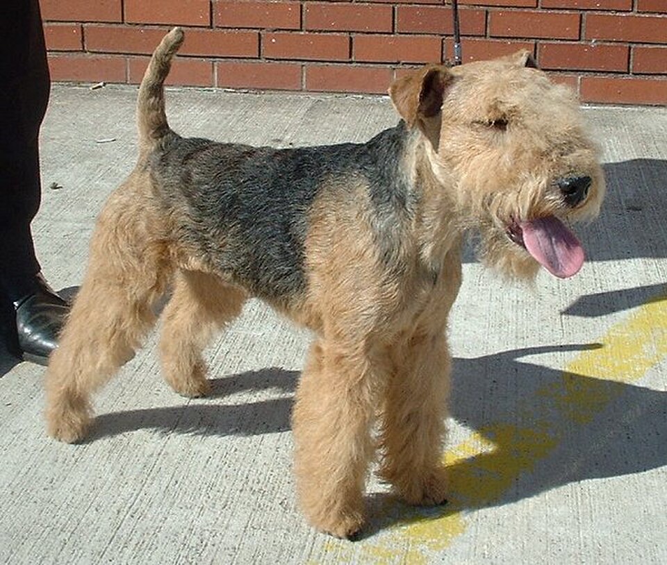 Lakeland Terrier dog breed portrait