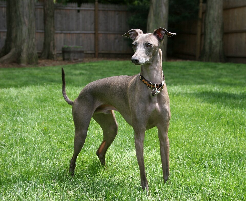 Italian Greyhound dog breed portrait