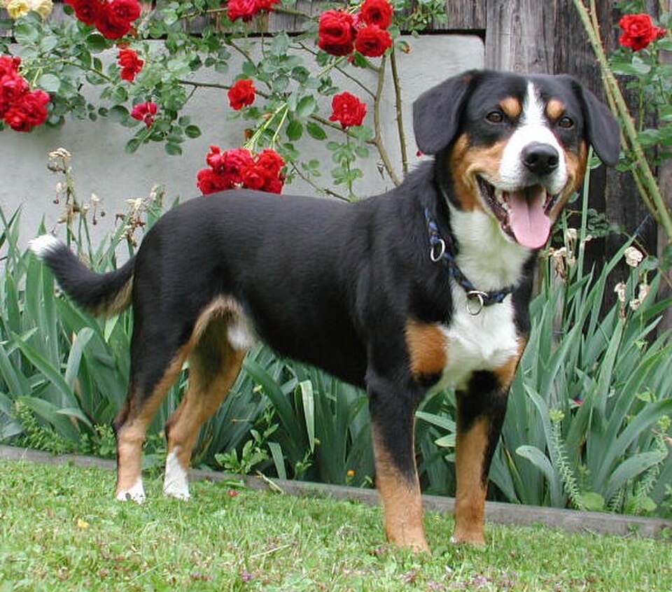 Entlebucher Mountain Dog dog breed portrait