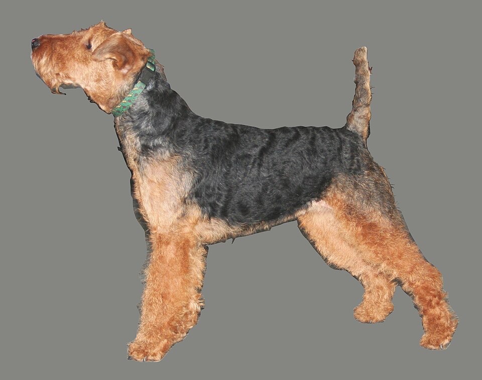 Welsh Terrier dog breed portrait
