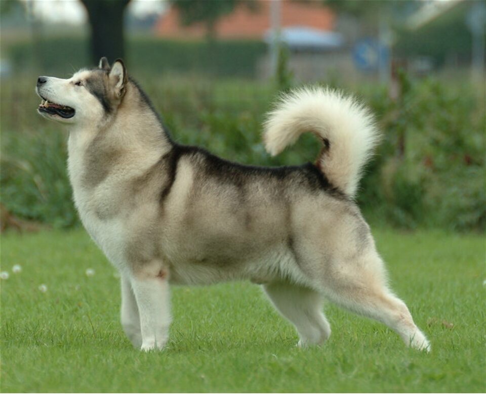 Alaskan Malamute dog breed portrait