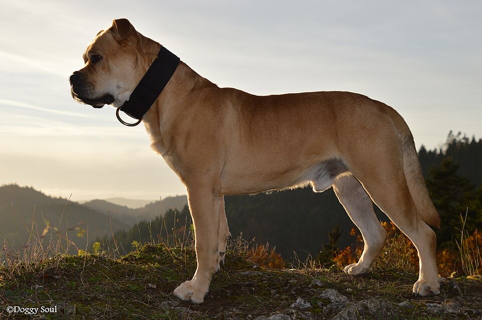 Ca de Bou dog breed portrait