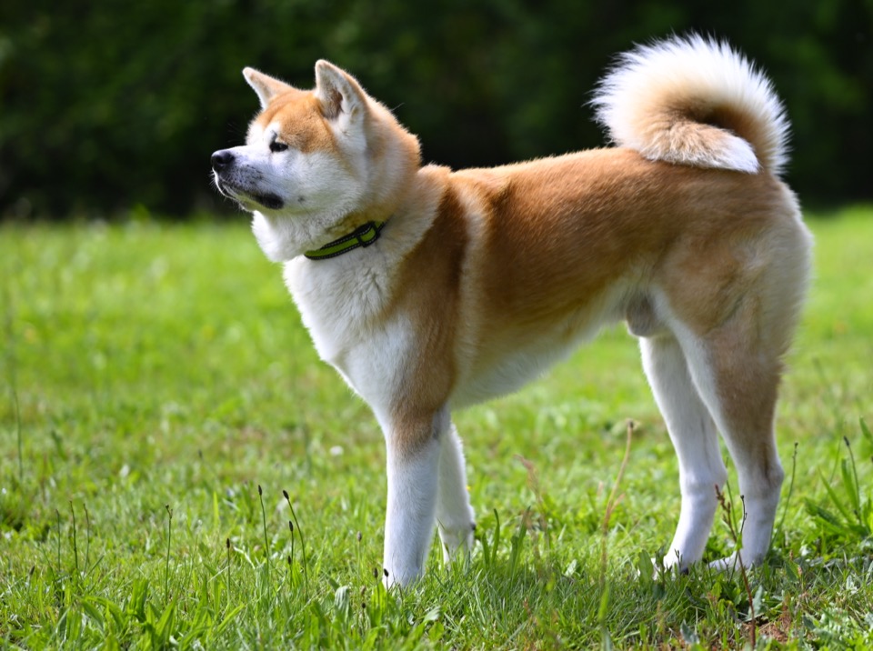 Akita Inu dog breed portrait