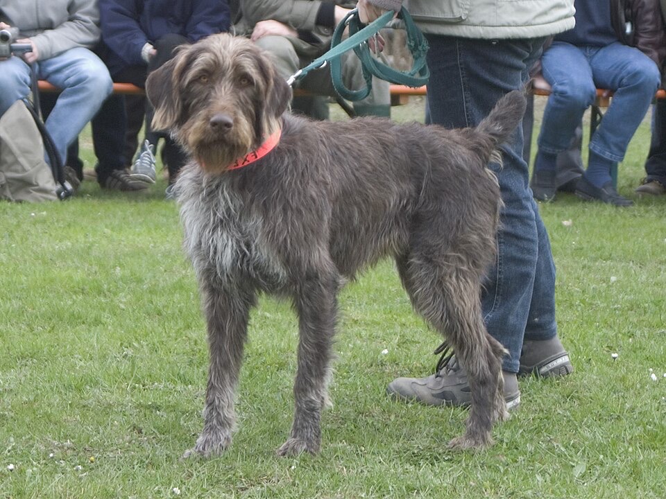 German Rough-haired Pointer dog breed portrait