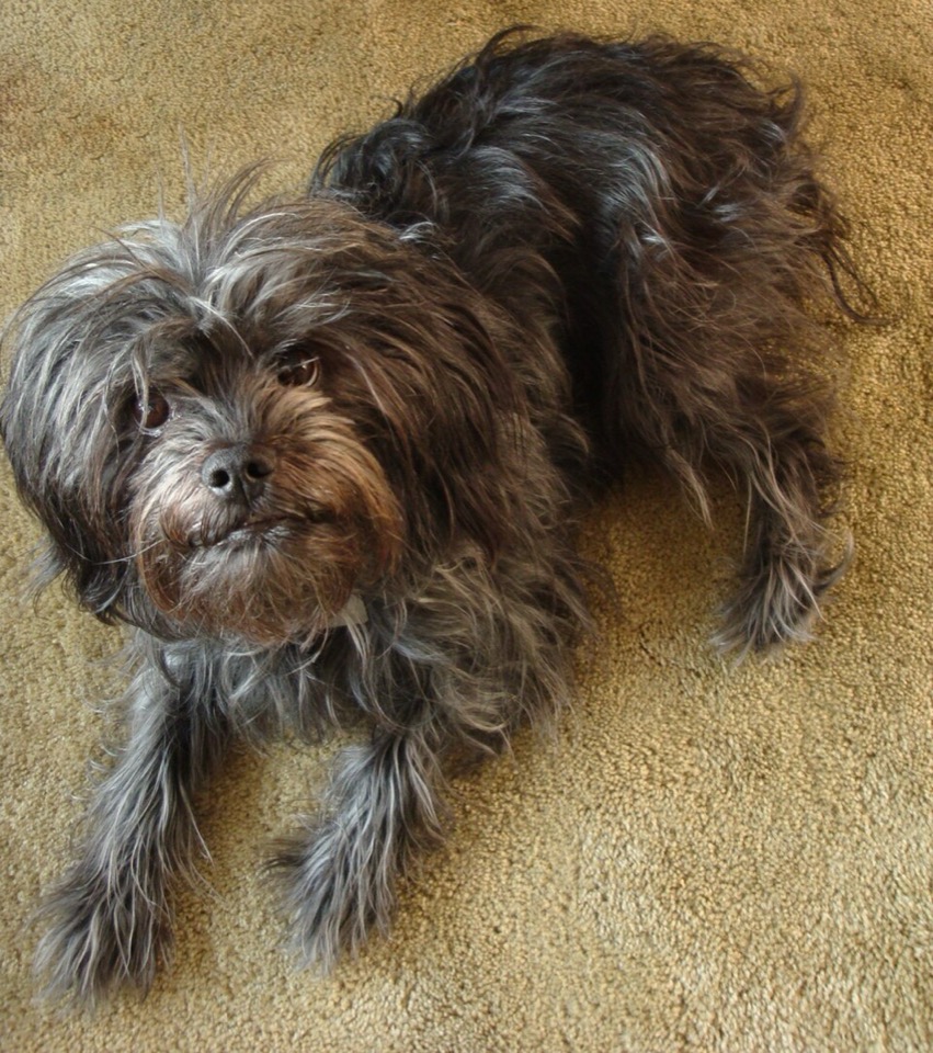 Affenpinscher dog breed portrait