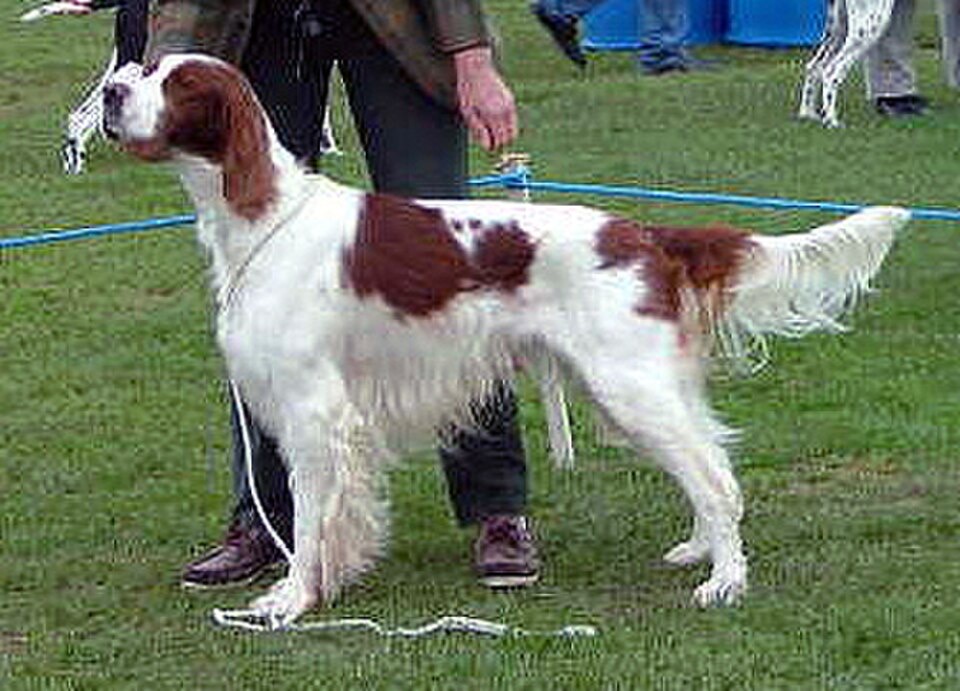 Irish Red and White Setter dog breed portrait