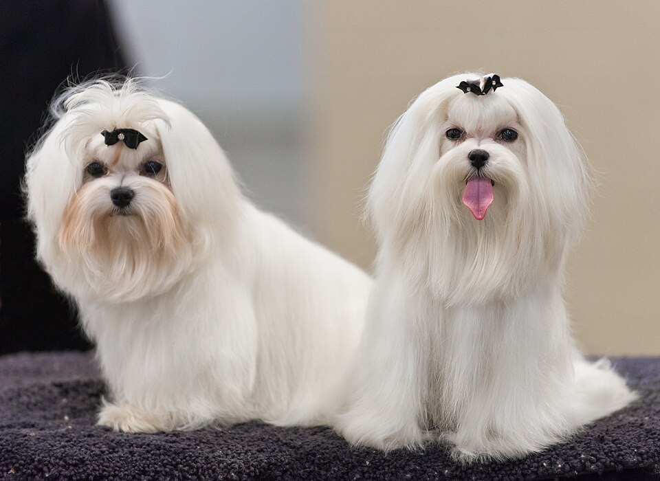 Maltese dog breed portrait