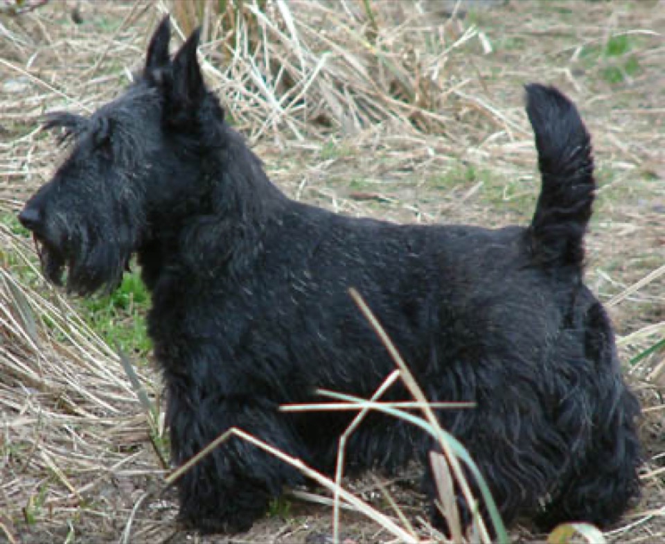 Scottish Terrier dog breed portrait