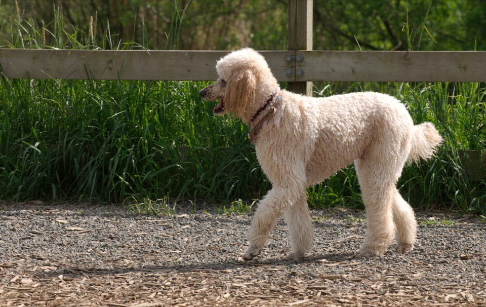 Toy Poodle dog breed portrait