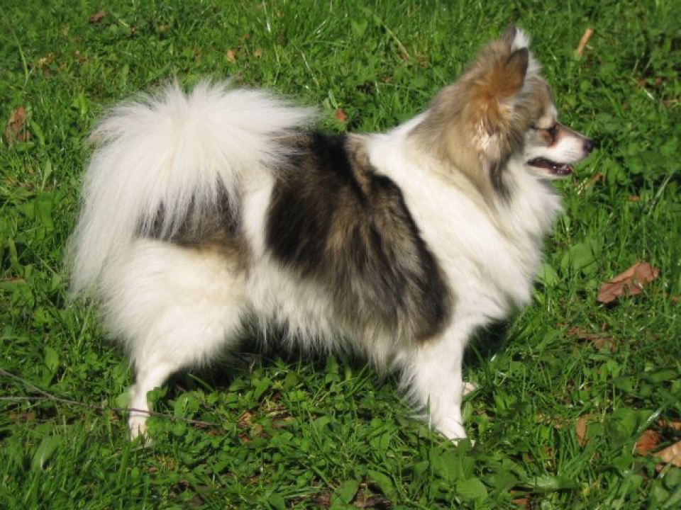 Miniature Spitz dog breed portrait