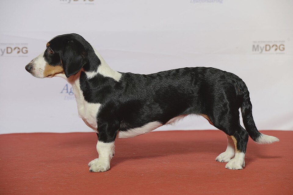 Drever dog breed portrait